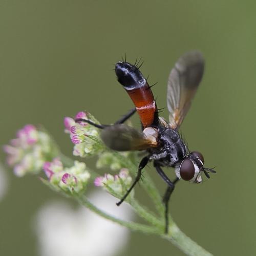 Réf. 207 845 : Cylindromyia sp.
